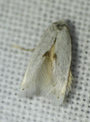Pseudopostega sp.
